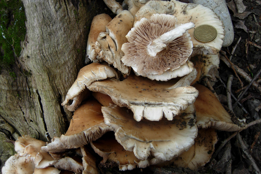 Funghi dell''ambulatorio